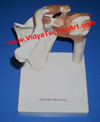 Shoulder Joint Model